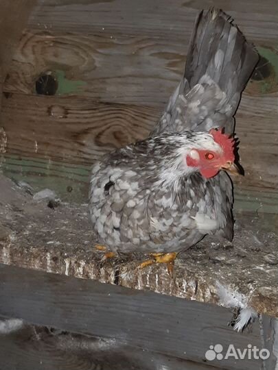 Куры декоративные