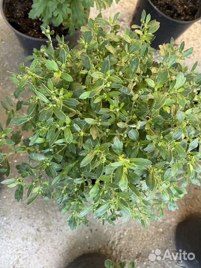 Хризантема мультифлора