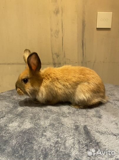 Прямоухий карликовый крольчонок
