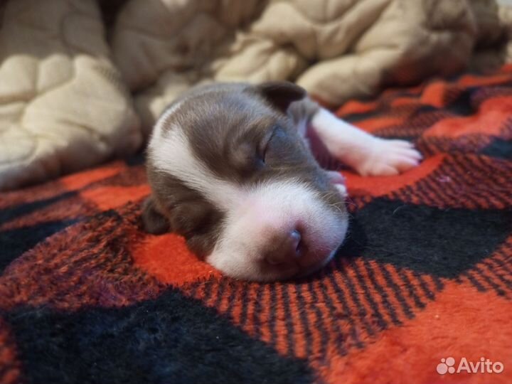 Щенки питбуля