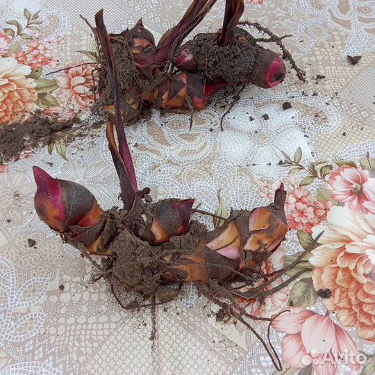 Цветы многолетние.Канны краснолистные,папоротники