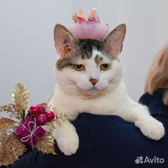 Кошечка Нора