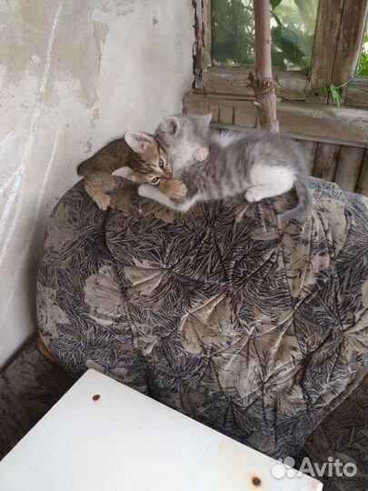 Котята в добрые руки умные сильные