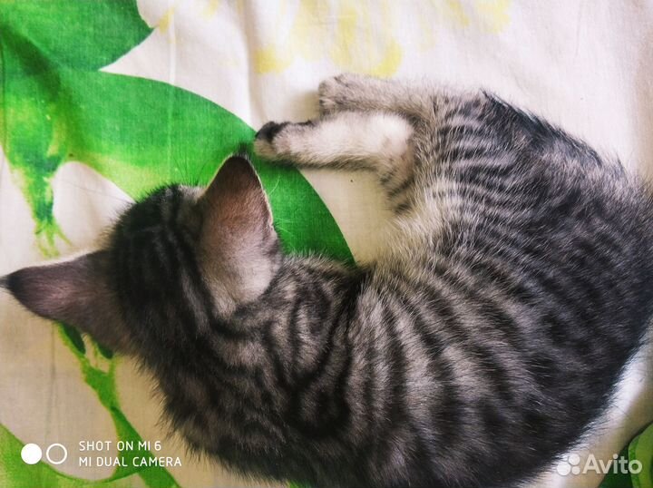 Котята (мама Сфинкс, папа Шотландец) в добрые руки