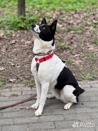 Собака из приюта ищет дом