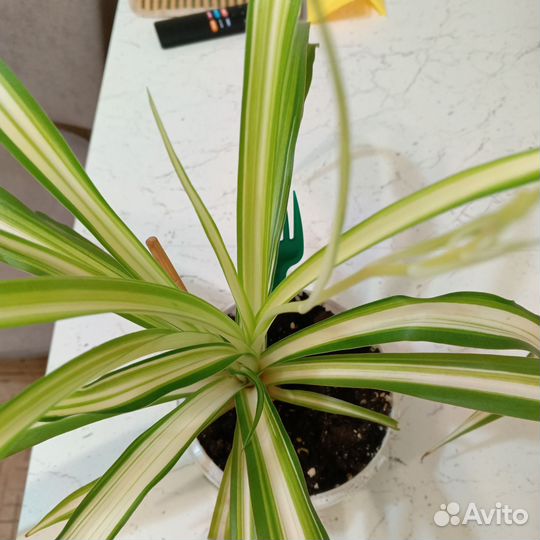 Взрослые цветы