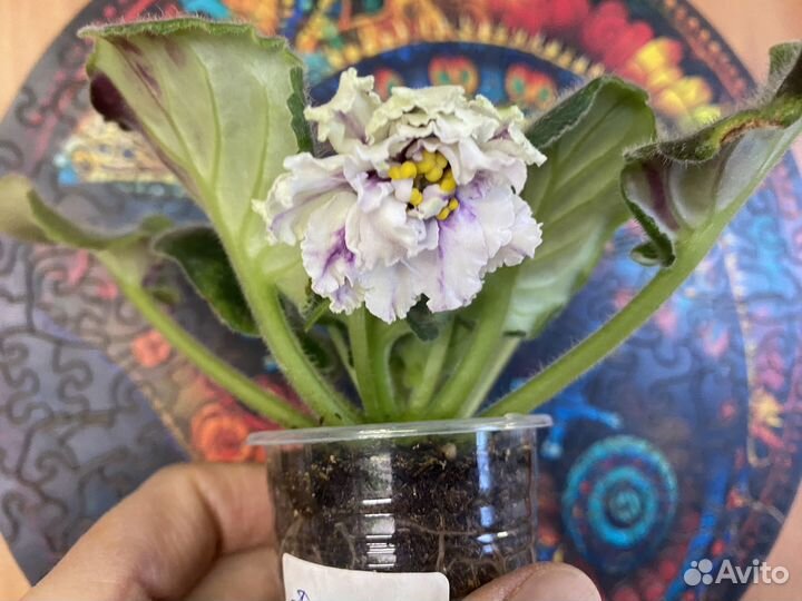 Набор фиалок