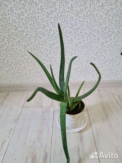 Алоэ вера цветок