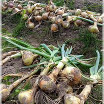 Крупноплодный семейный лук, народной селекции