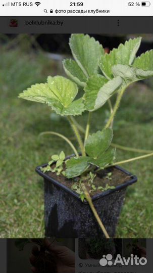 Рассада сортовой клубники