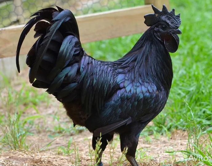 Куры ухейилюй