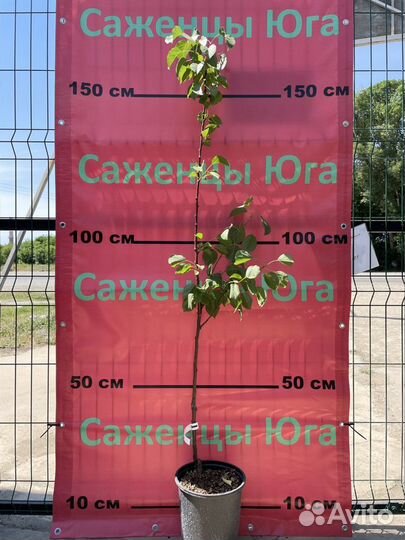 Абрикос колоновидный