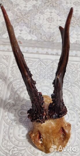 Продам рога косули