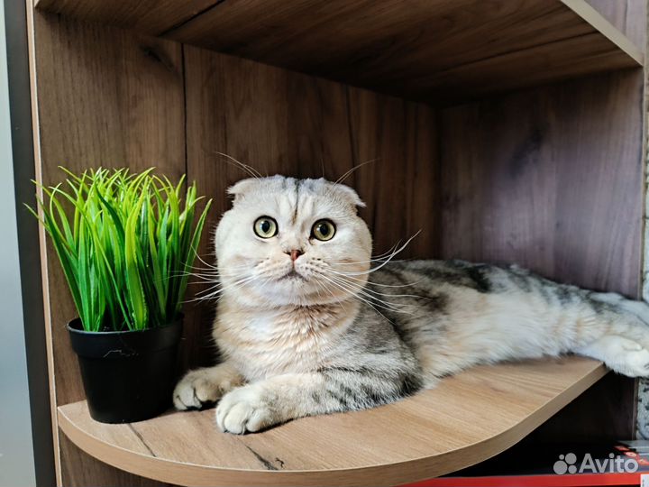 Вязка с родословной