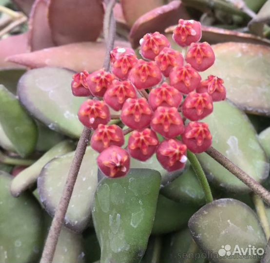 Хойи подросшие и черенки разные