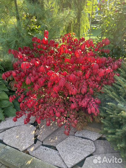 Бересклет крылатый