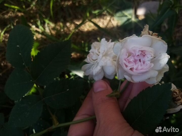 Шиповник махровый