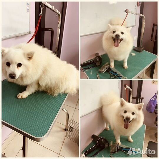 Услуги грумера