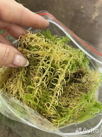 Живой мох сфагнум