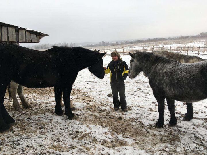 Лошади тяжеловозы кобылы