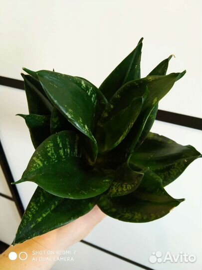Сансевьерии 1