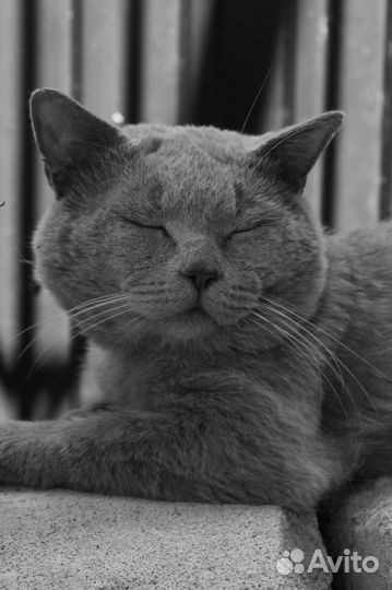 Кот ищет дом