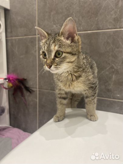 Котенок в добрые руки