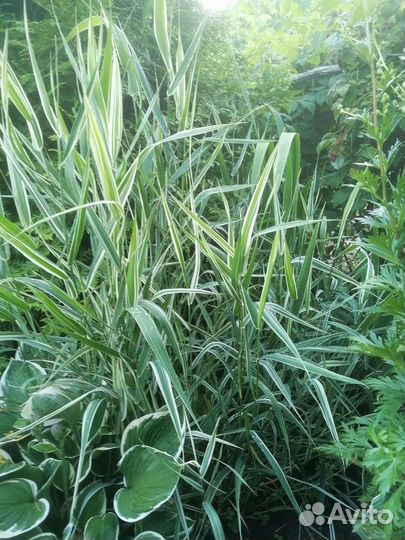 Хоста, Бадан и другое