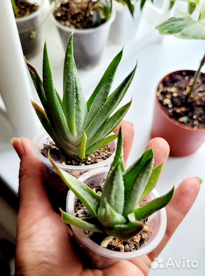 Хавортия Саванна