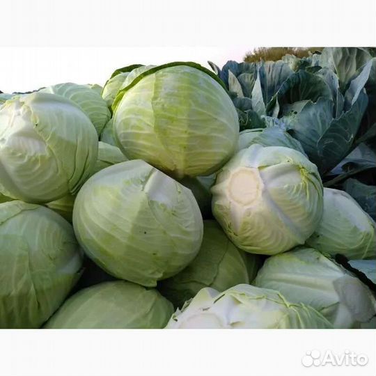 Продам картофель с доставкой