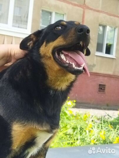 Собака в добрые руки бесплатно