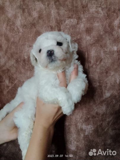 Мальчики РКФ