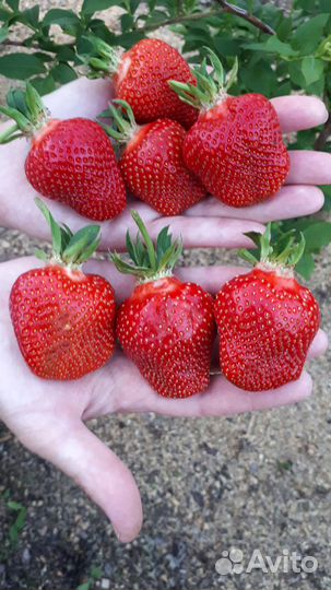 Сортовая рассада клубники