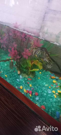 Аквариум