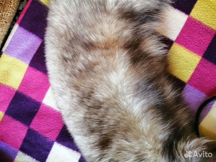 Шкурка песца