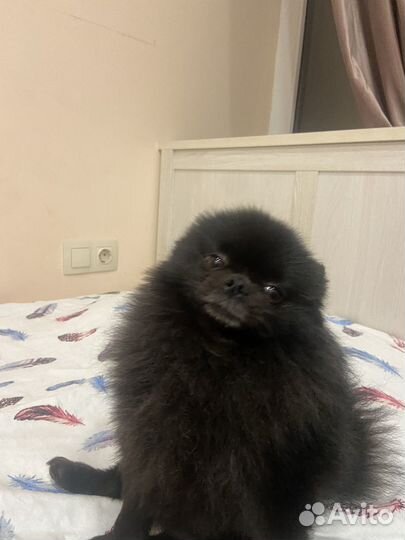 Померанский шпиц вязка кобель