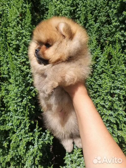 Рыжий Мишка Померанский шпиц