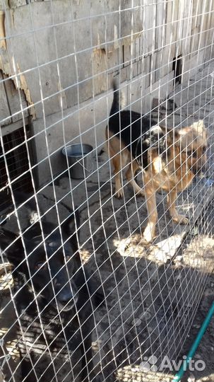 Милые и чудные котики вам в дом