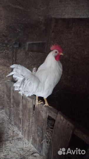 Петух белый