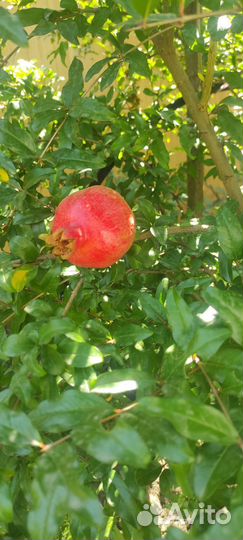 Саженец граната