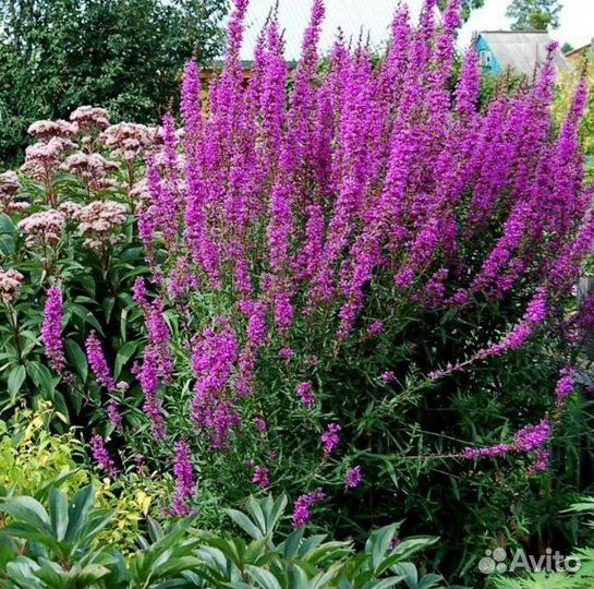 Дербенник иволистный Арабис альпийский многолетник