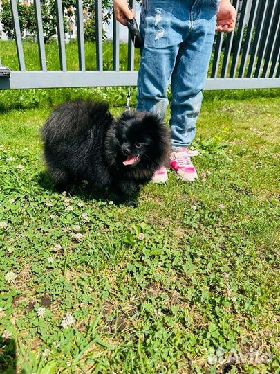 Продается померанский шпиц