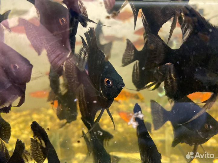 Аквариумные рыбки