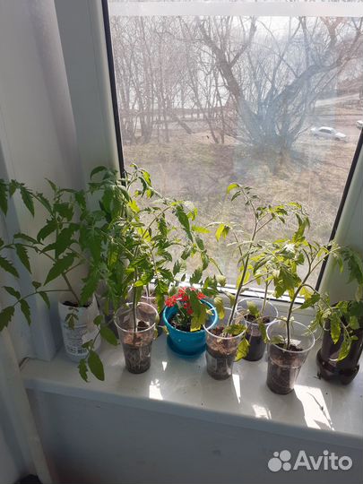 Продаю рассаду