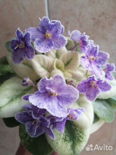 Цветы для дома