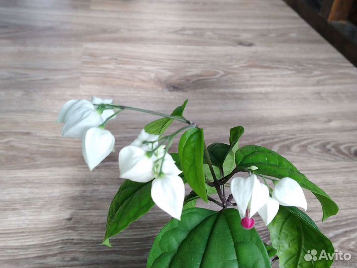 Кротон, Гибискус,Сансевиерии,Фикусы,Клеродендрум,А