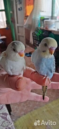 Волнистый попугай самец