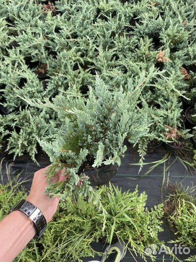 Можжевельник Блю Чип