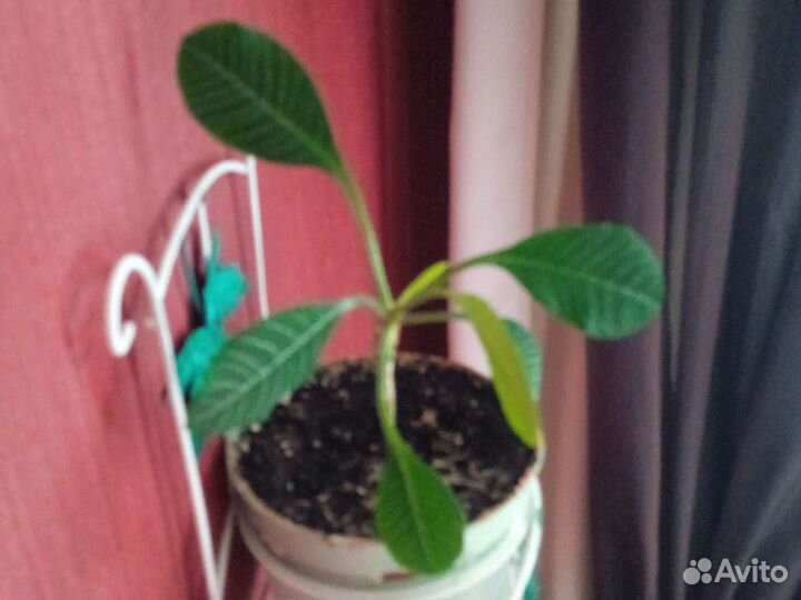 Традесканция покрывальчатая