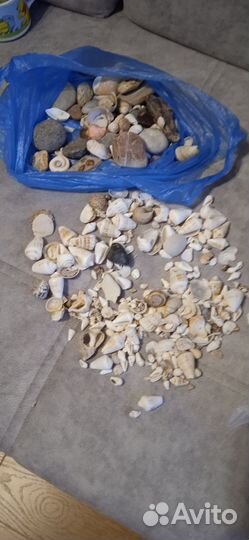 Морские ракушки раковины